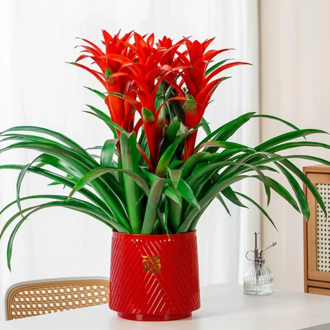 【三颗头+红盆】鸿运当头大红星凤梨花客厅年宵花过冬耐寒绿植发财