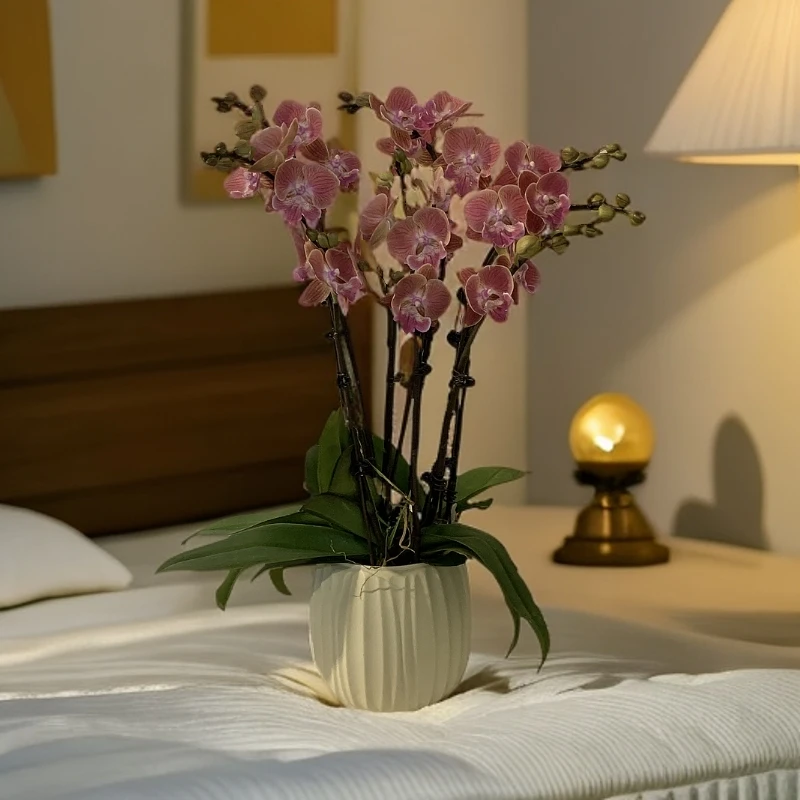 【唯美】蝴蝶兰 好养耐养花期长 苗情优质 基地直发