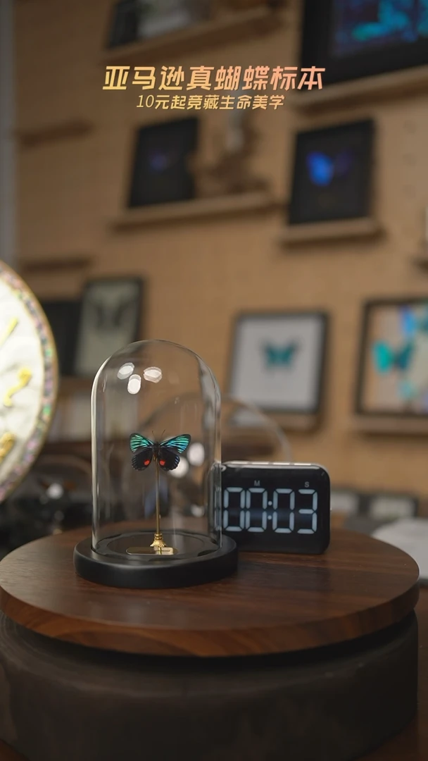 有机玻璃蝴蝶标本F55