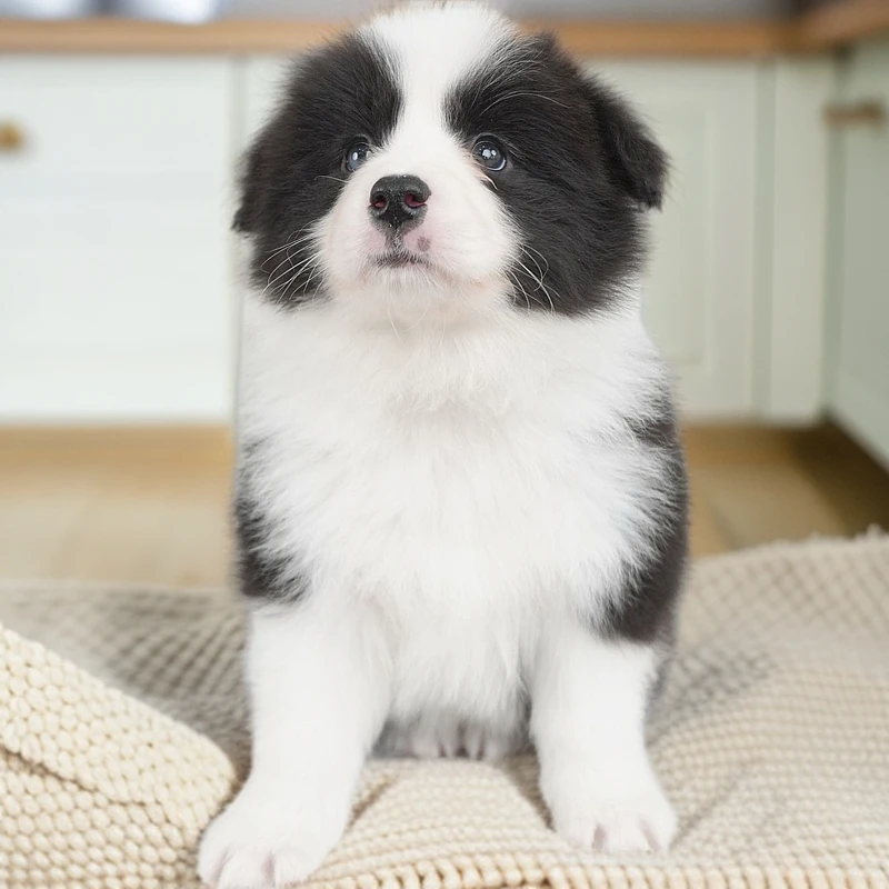 宝哥聊边牧黑白边牧 活体 宠物狗狗