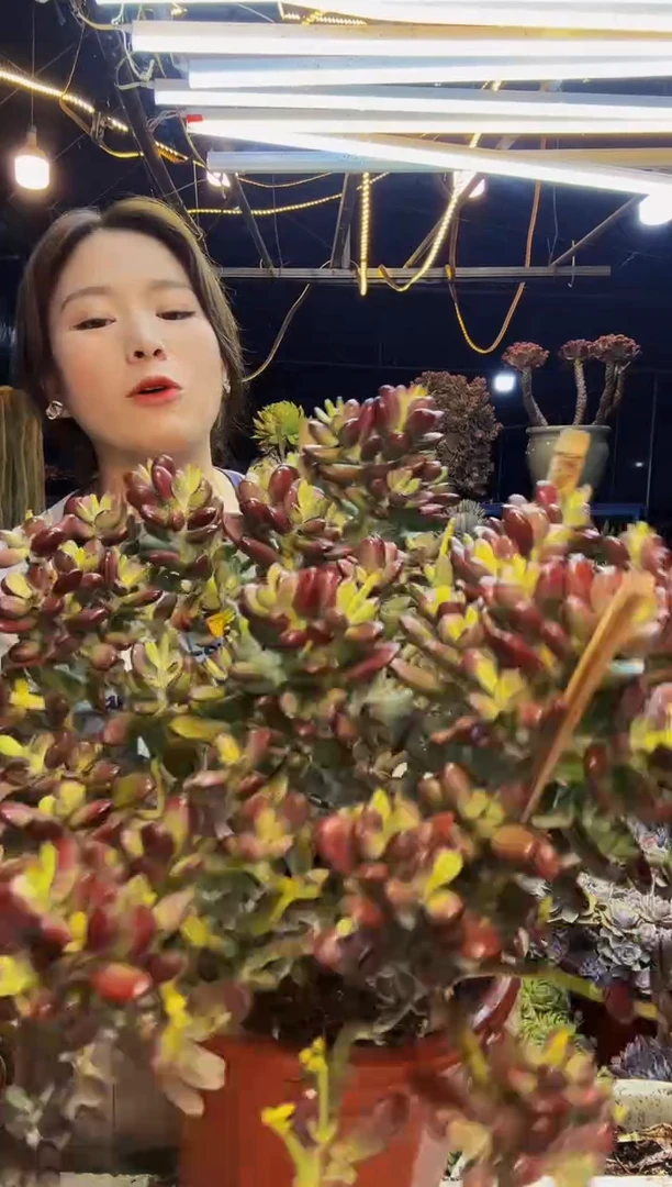 乒乓福娘一物一拍脱土包邮