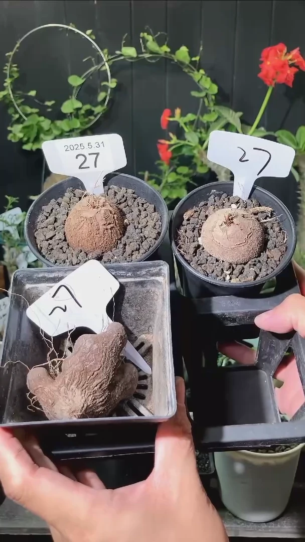27号5.31福利南非龟甲龙一组送半球