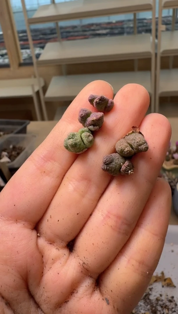 28-25多肉植物肉锥