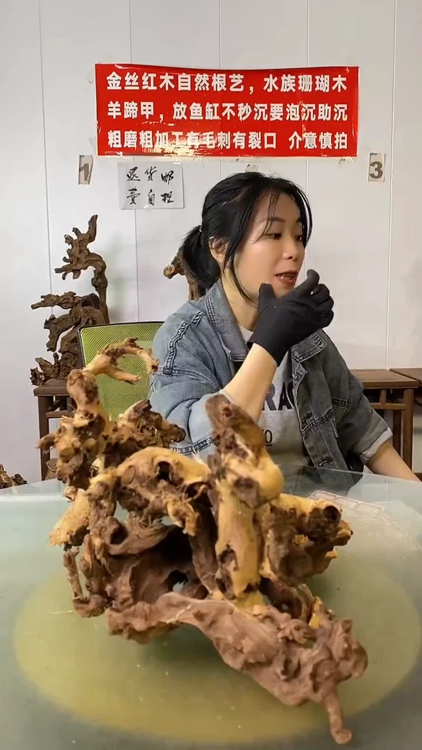 木张金丝红木 羊蹄甲