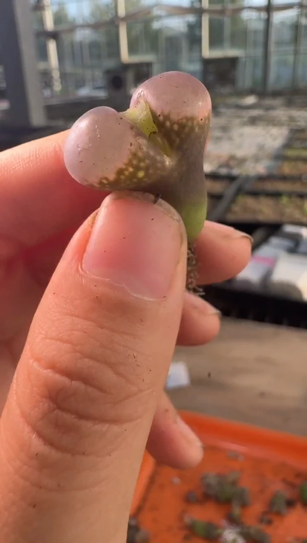 29-301多肉植物肉锥