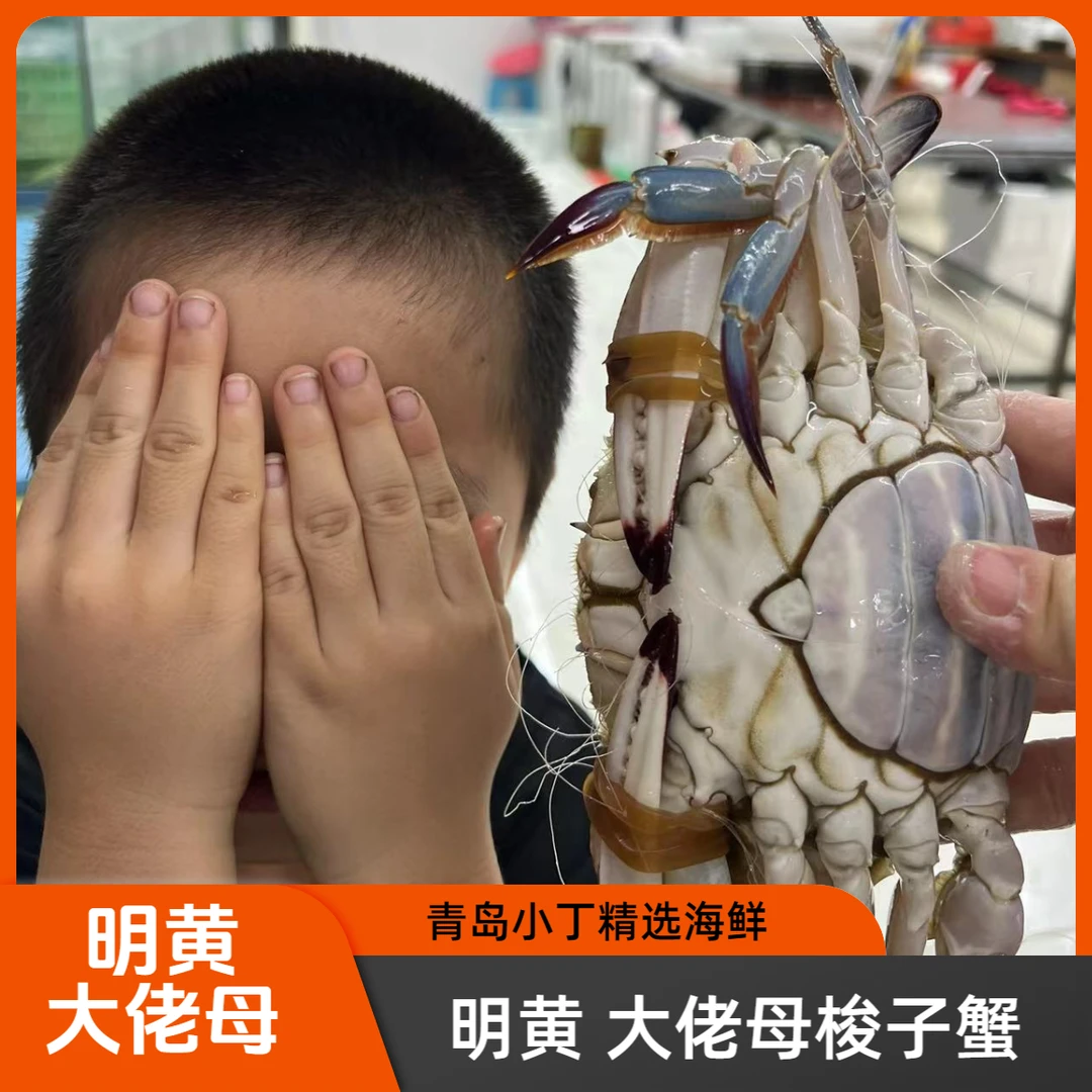 【青岛当日鲜】明黄 大佬母 梭子蟹  7-9两/只 2-4斤【保鲜不保活】