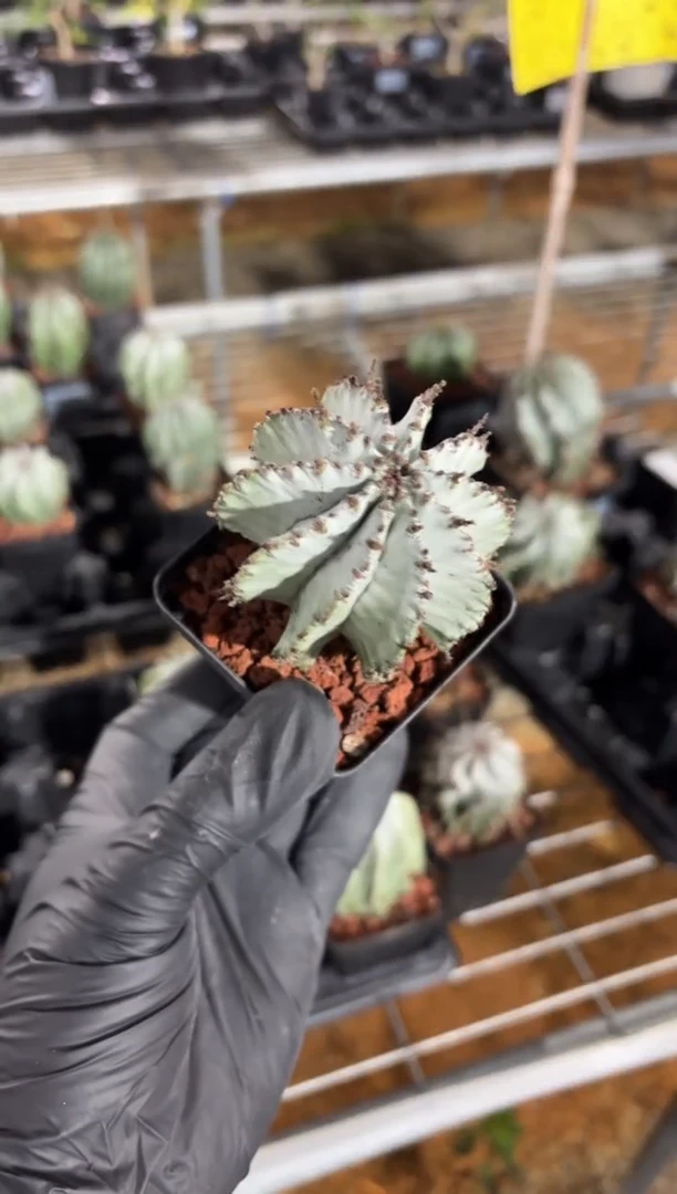 魁伟玉大戟FC-5270