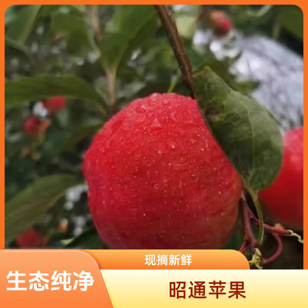 昭通红露小苹果试吃装
