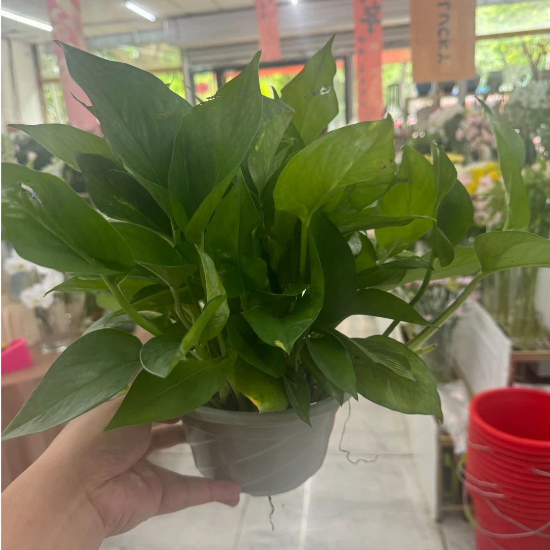 【盆栽绿萝2盆】家家必备