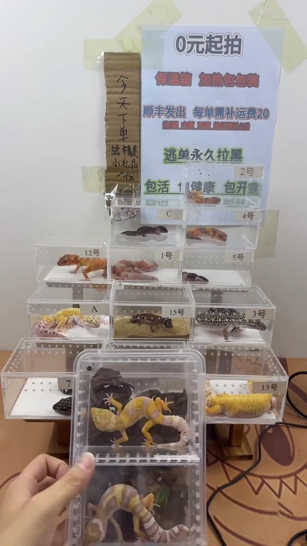 豹纹守宫豹纹守宫幼苗亚成体成体肥尾