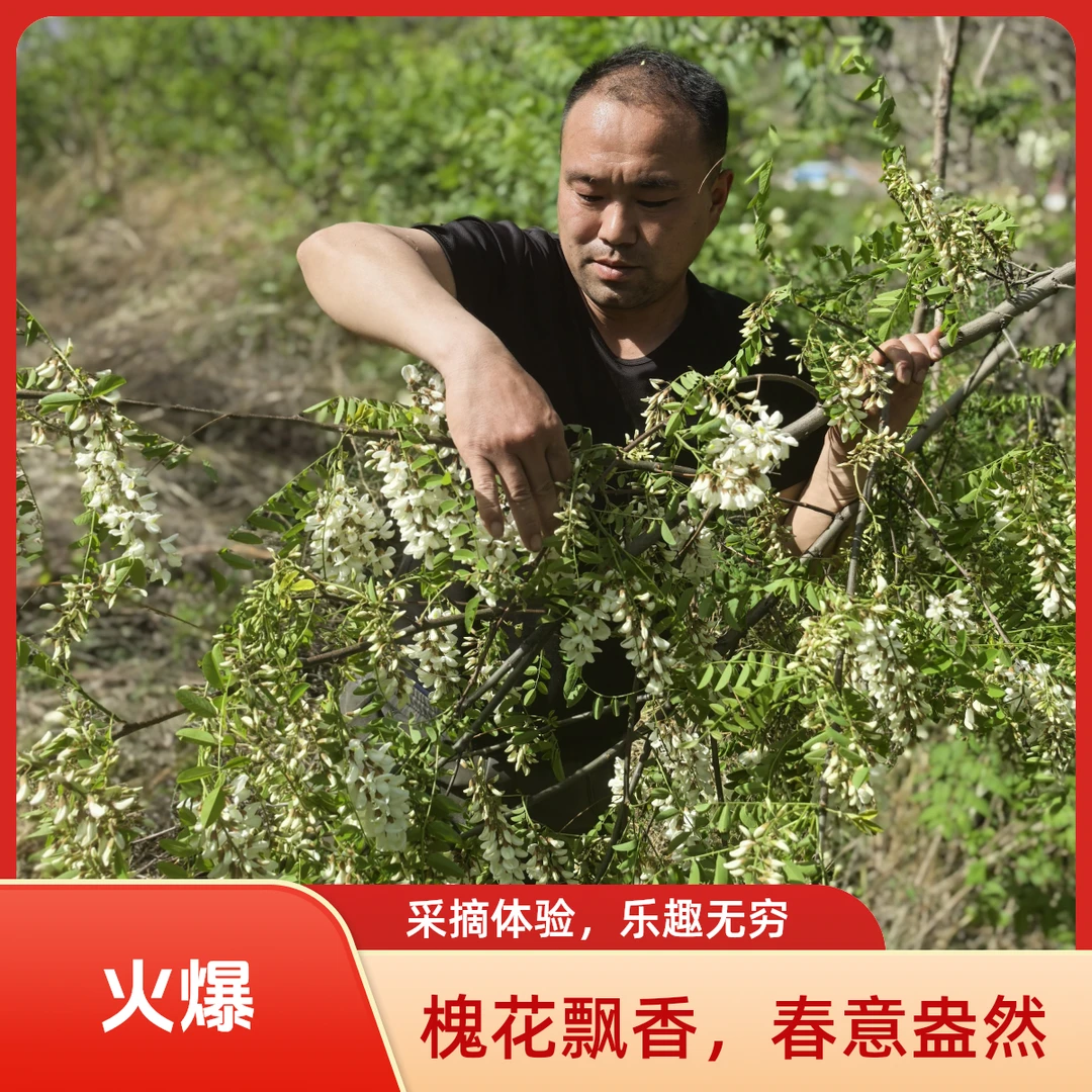 新鲜洋槐花天然刺槐树花骨朵时令现摘野菜蔬菜