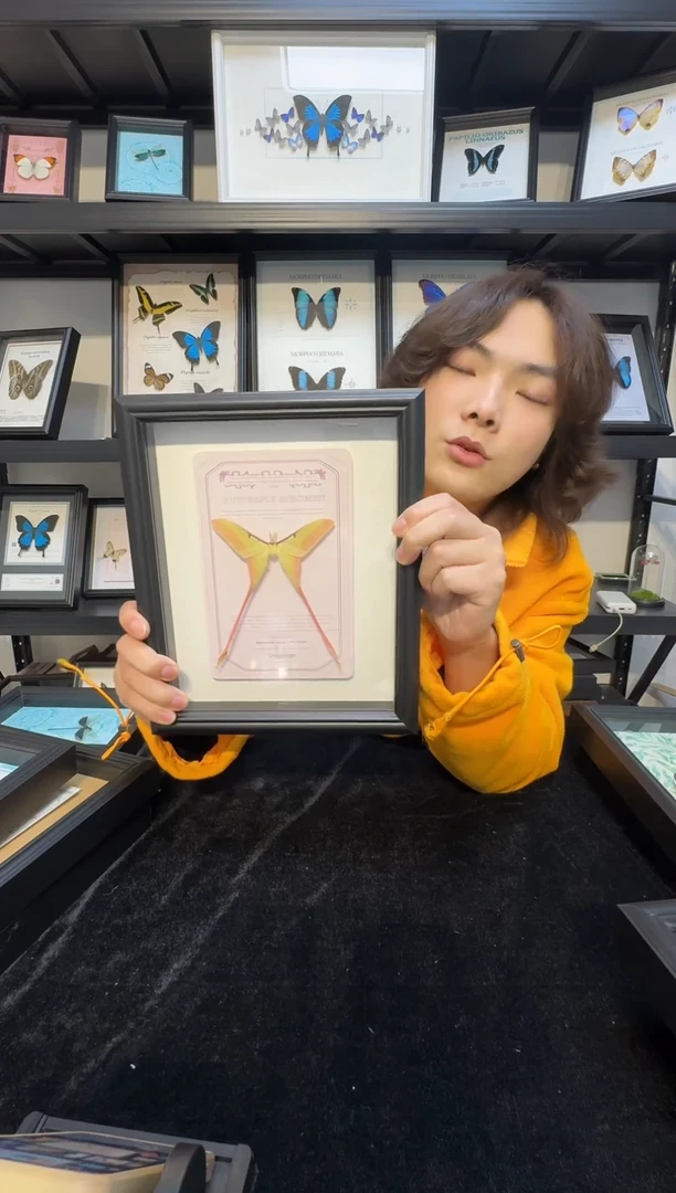 玻璃真实蝴蝶标本