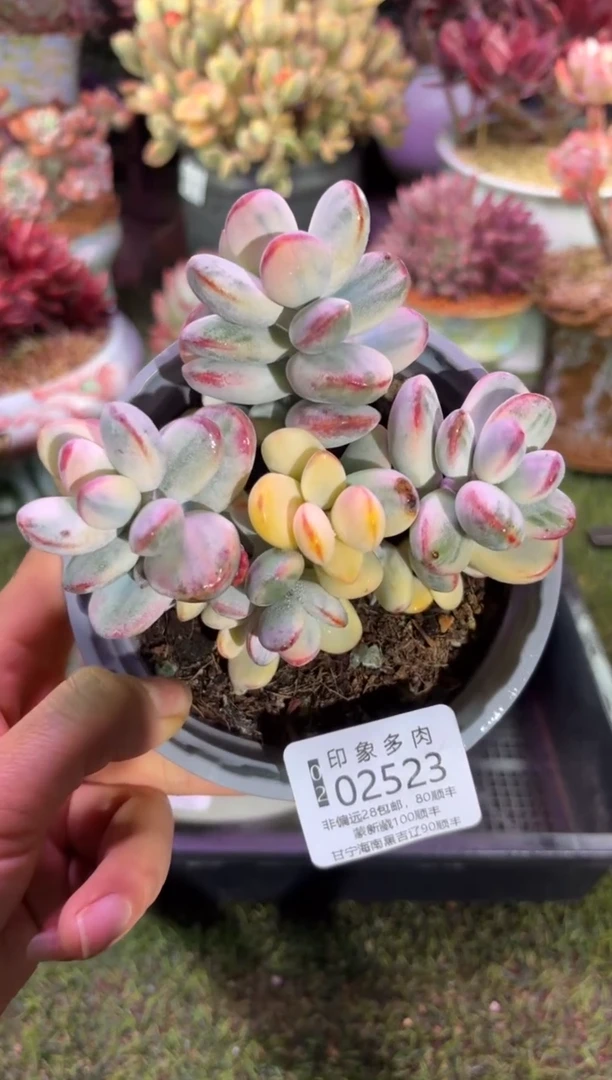 【闪购商品】02523