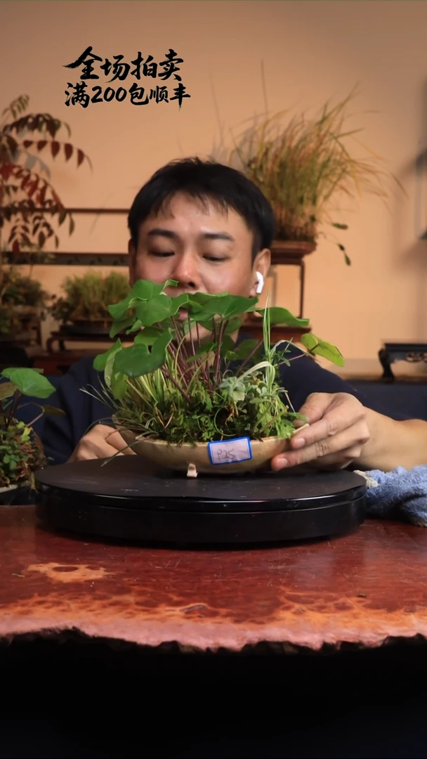 完全开放P25草本植物 不包邮