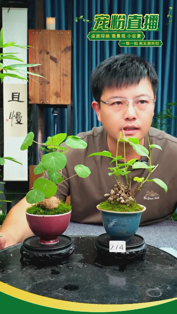 无花朵忘**天苔藓微景观274号