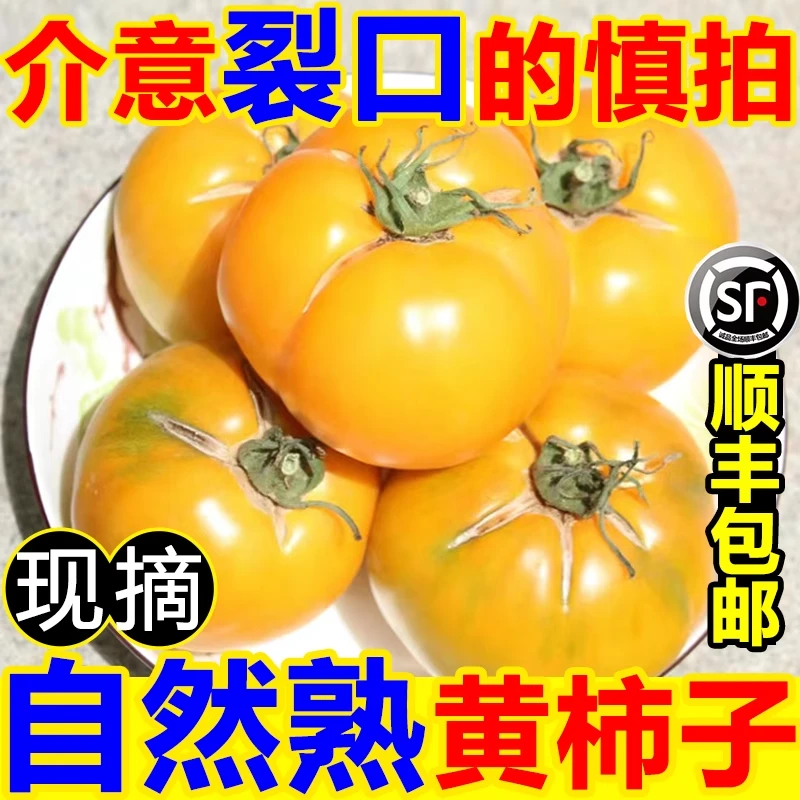 【顺丰到家】内蒙古五原裂口黄柿子自然熟现摘黄色西红柿生吃内蒙古自治区