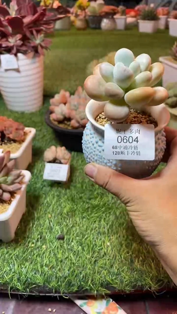 0604（满28包邮发货）