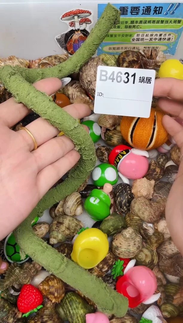 陌派甄选寄居蟹4631