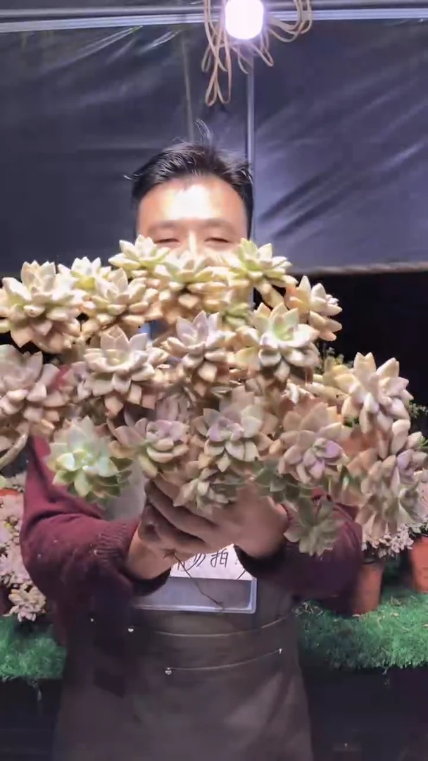 299淡雪缀化一物一拍