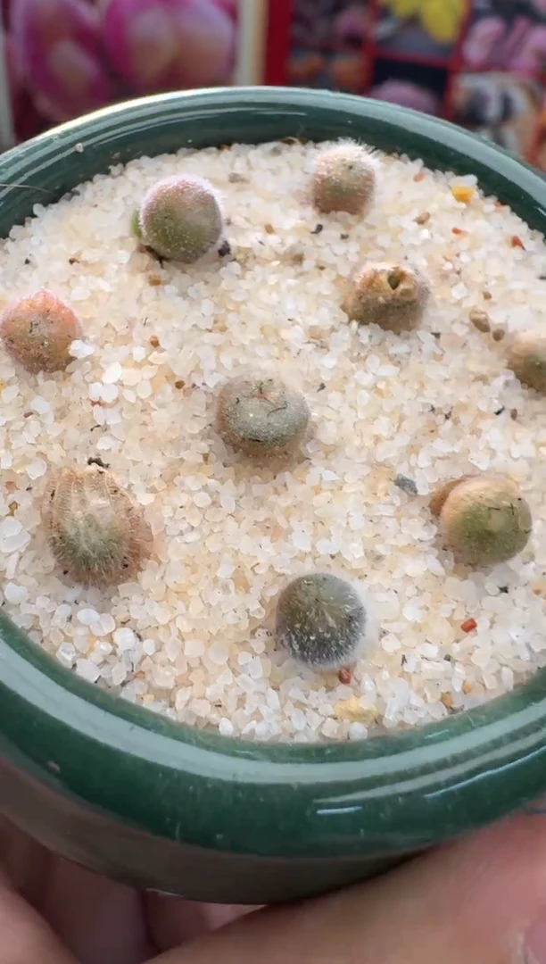 【闪购商品】4-5大型红花紫毛球一颗