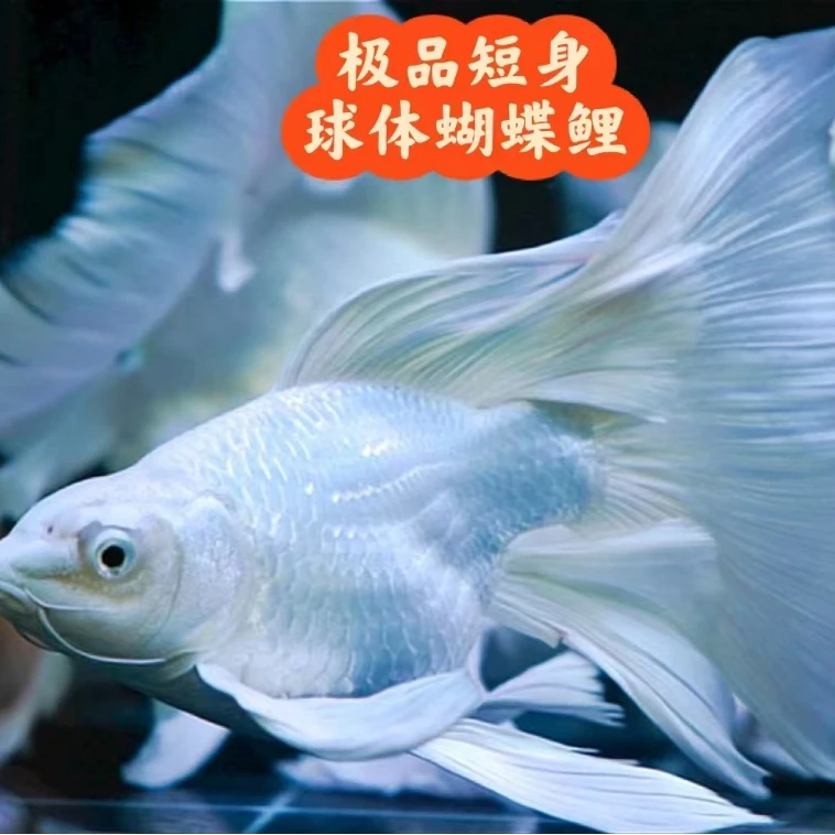 舒蝶大圆手鳍-精品短身球体苗10-12公分