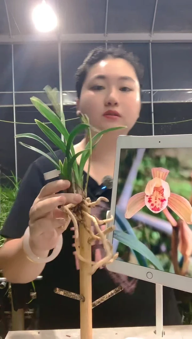 当前无花朵，栽培后可花朵刚*哥禅月达摩