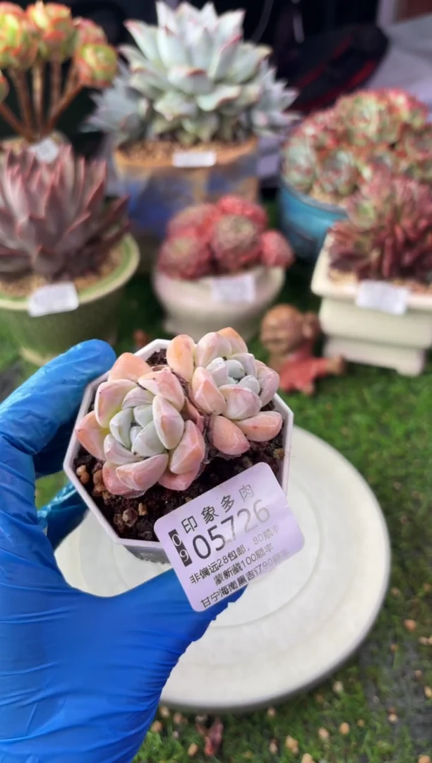 昆明印象多肉05726