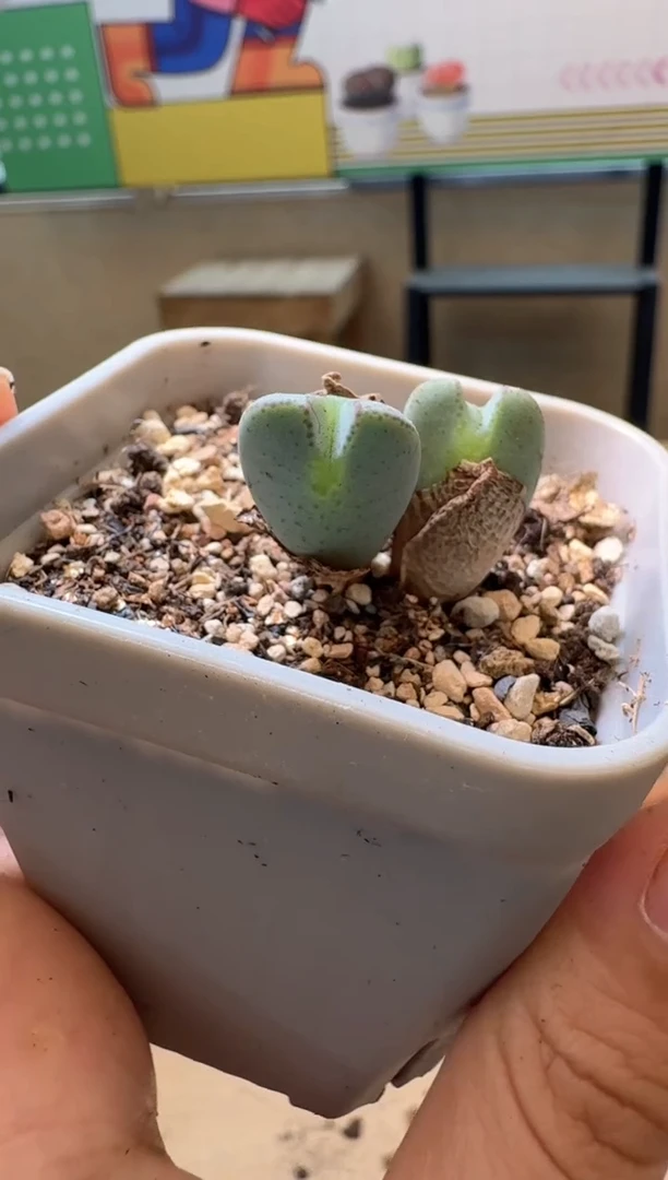 肉锥生石花10.10-12