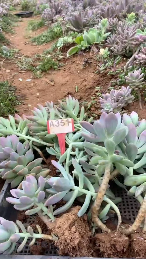 A351购清风花木兰多肉组合脱土发货