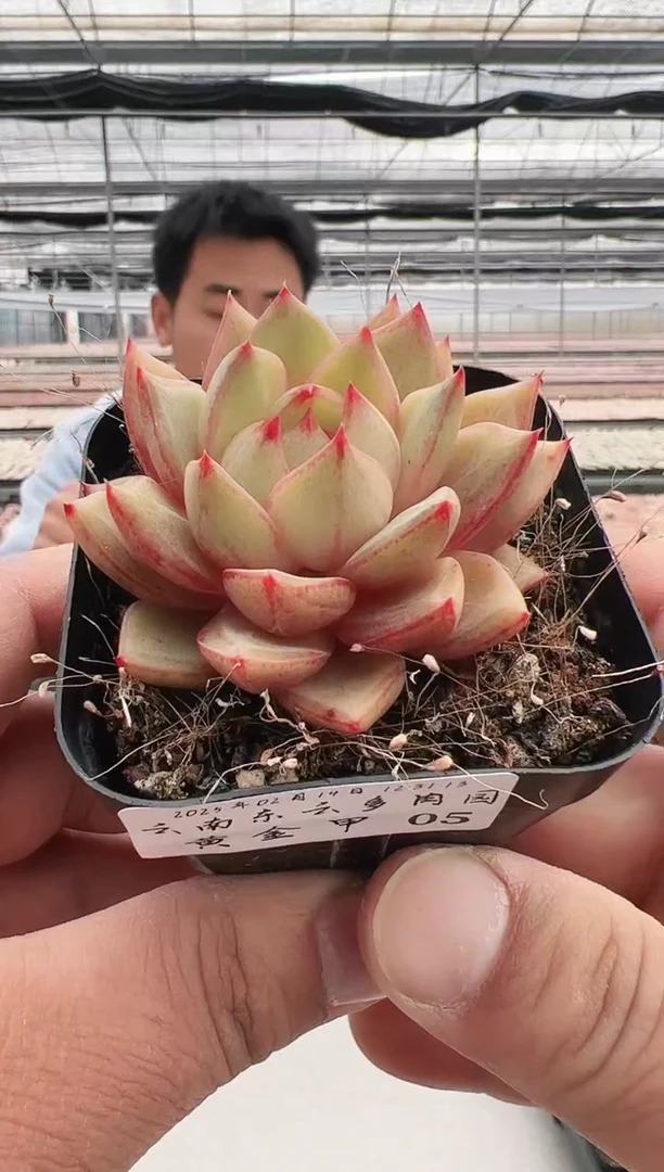 【闪购商品】黄金甲-5