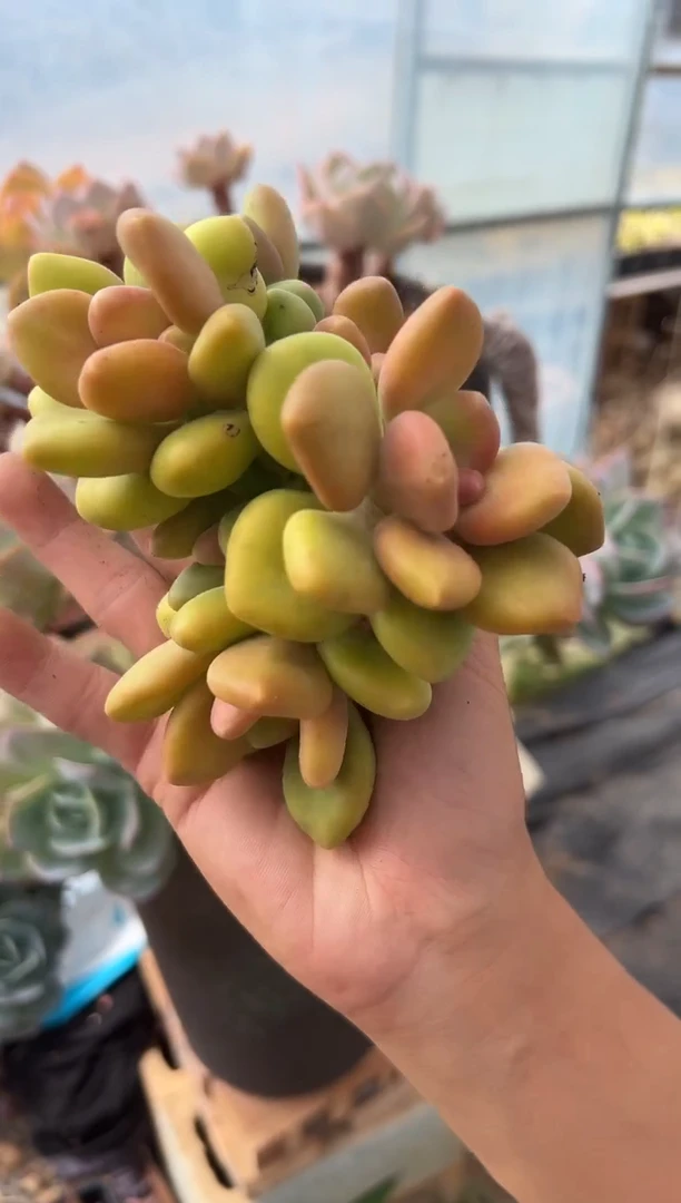 KK美人