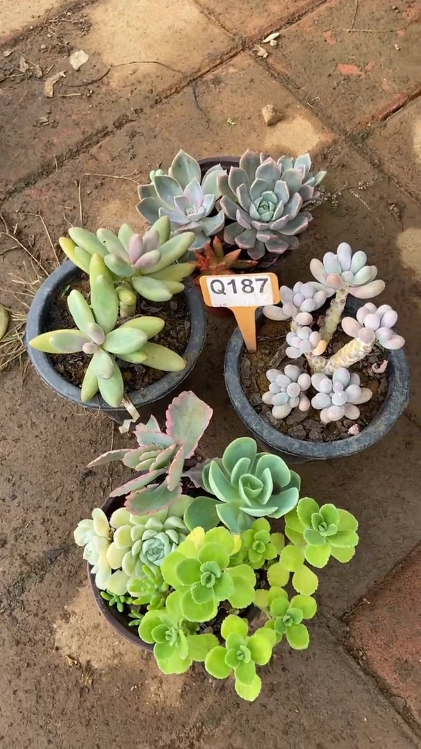 Q187多肉组合默认脱土发货