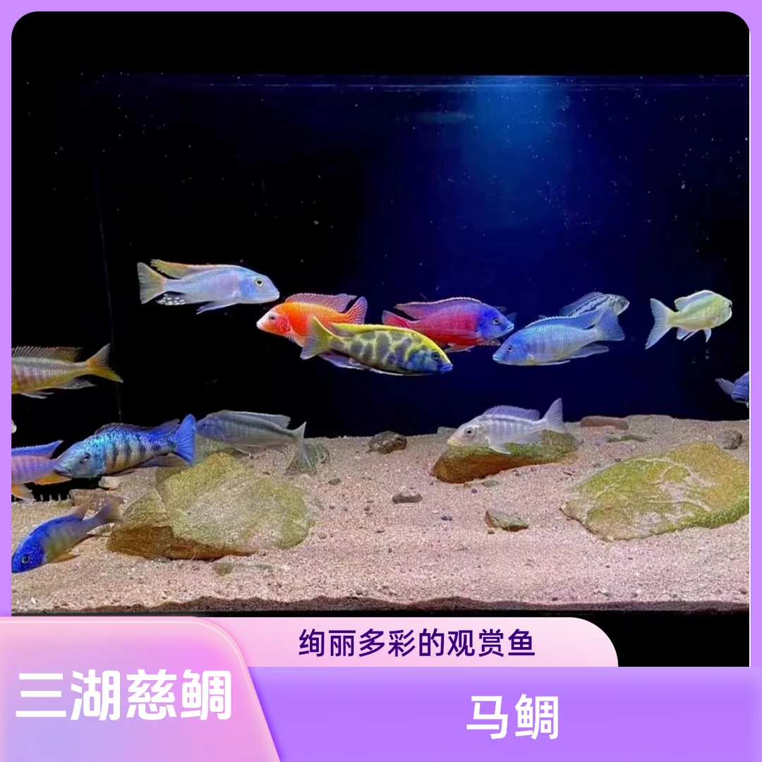 三湖慈鲷马鲷非洲王子非洲凤凰特蓝斑马火鸟OB孔雀火焰红红宝石