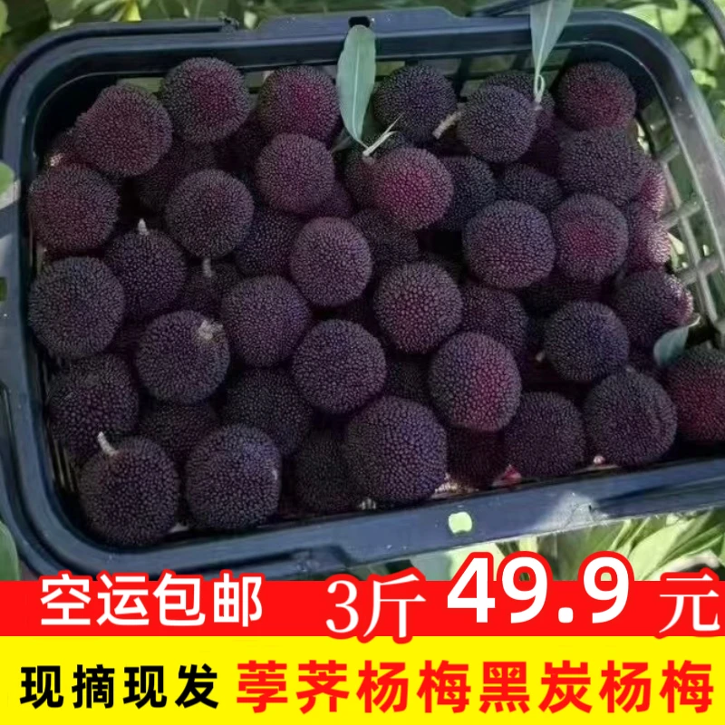 （空运）云南杨梅鲜果新鲜现摘荸荠杨梅小黑炭当季孕妇水果杨梅云南