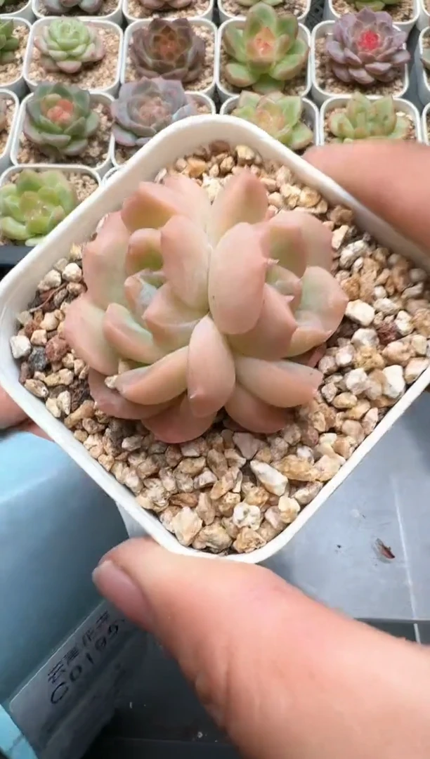 194C云禹多肉植物 带盆土纸巾打包 3颗包邮
