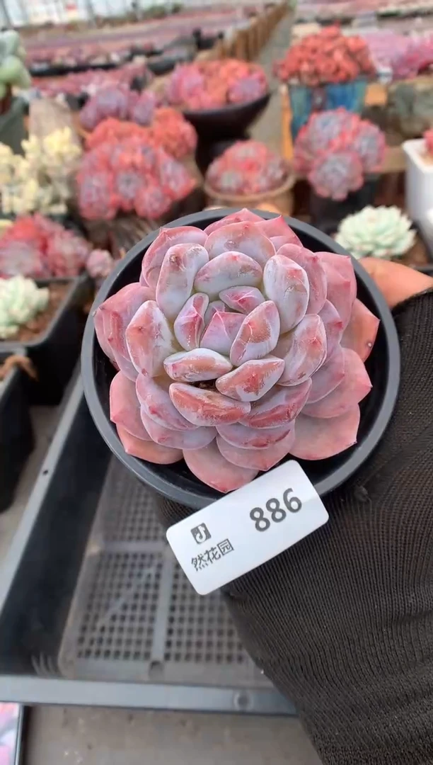 886星影一物一拍