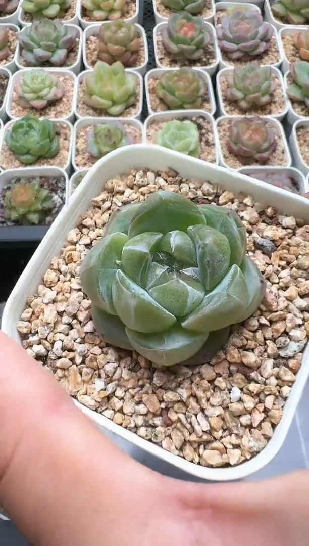 685D云禹多肉植物 带盆土纸巾打包 3颗包邮