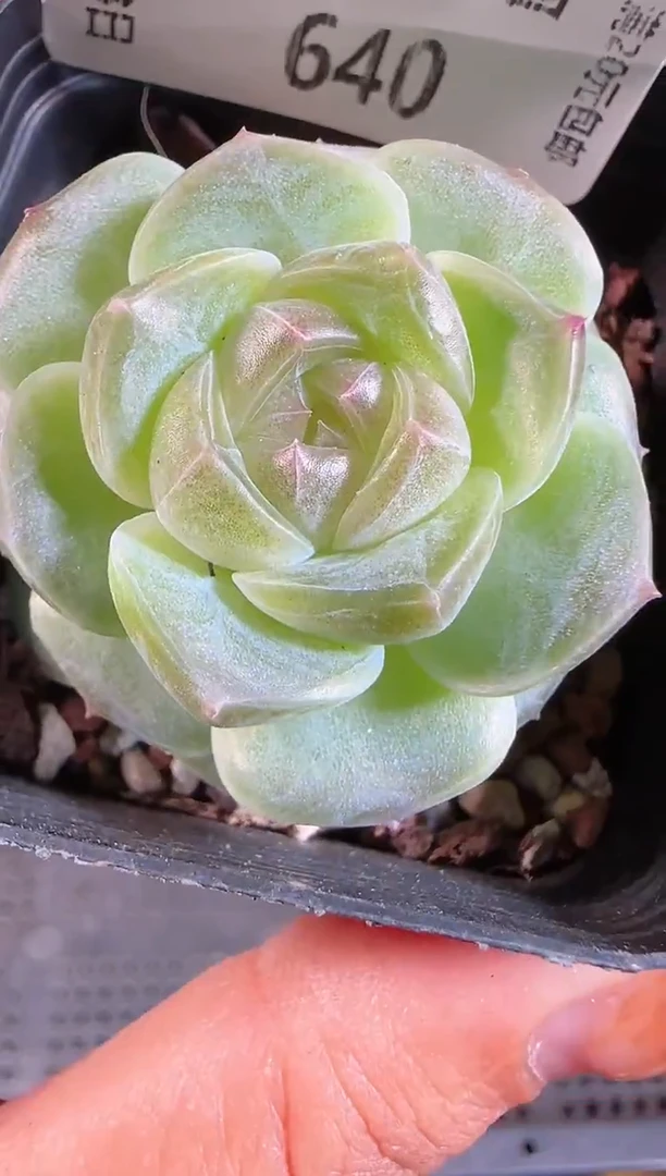 1108-64BL-8量拍麦秆群不包整