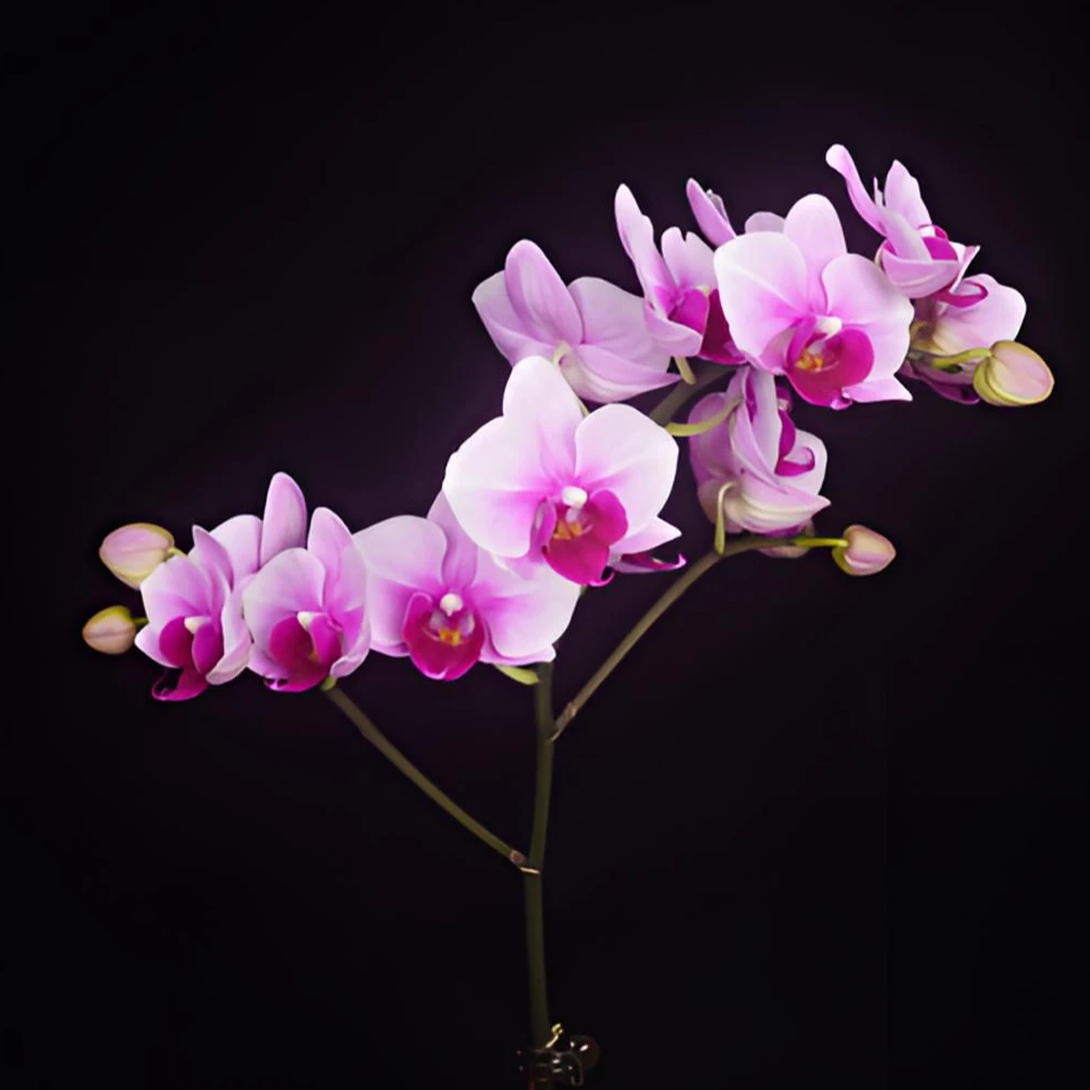 十月里蝴蝶兰3.0寸【绝代双骄】带花带花苞开花株发货
