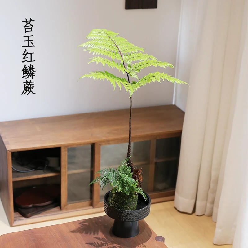 【老桩飘枝红鳞蕨】一叶飘逸灵动室内喜阴观叶苔藓球盆栽绿植