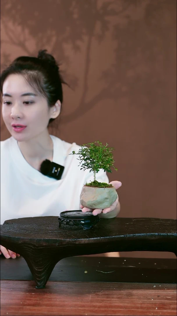 无花朵九里香盆景盆景盆景