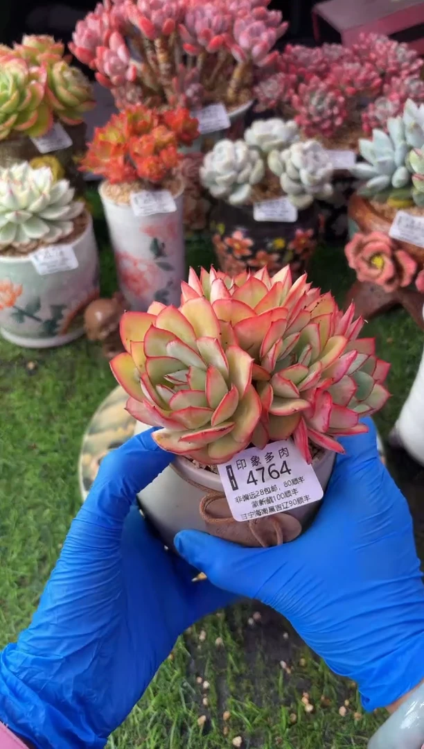昆明印象多肉4764