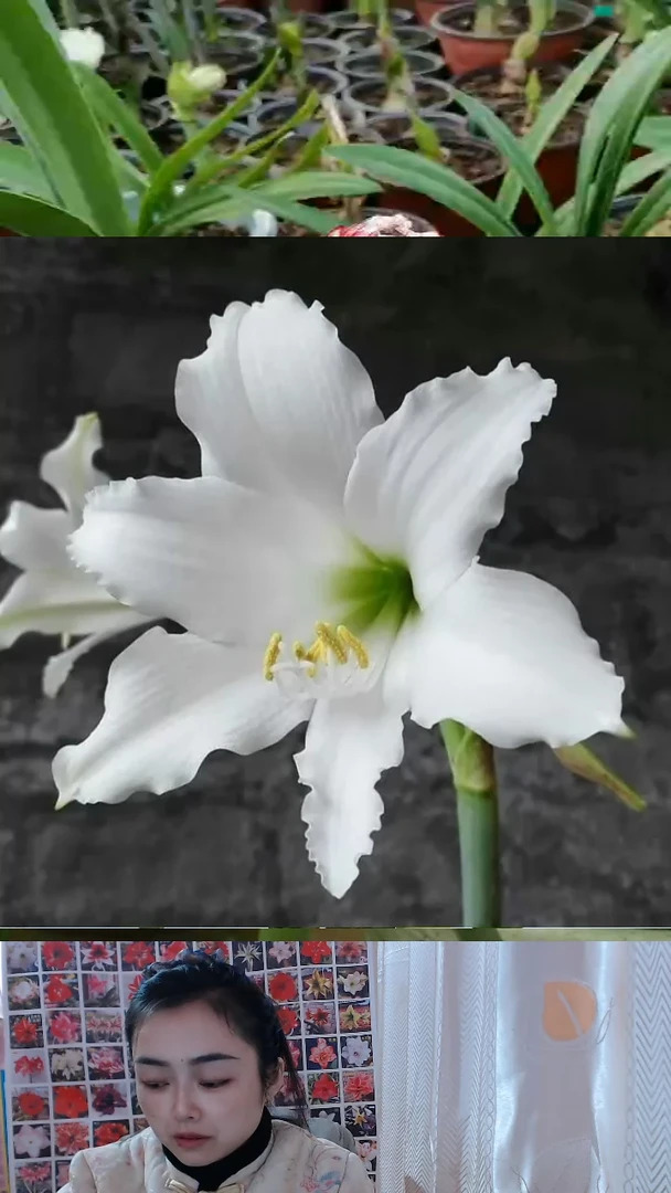 朱顶红安普托6厘米