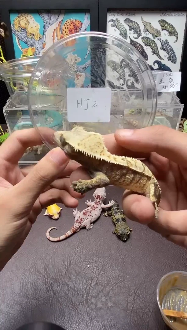睫角守宫 鳞与尾 Scale Tail 爬宠HJ2