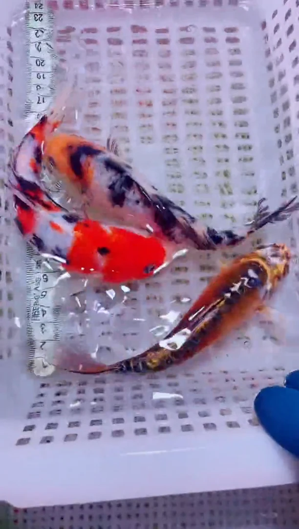 锦鲤血统锦鲤全场包邮129