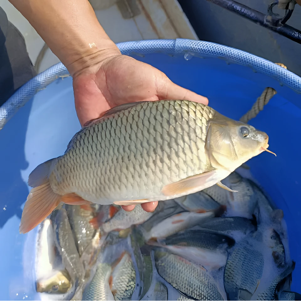 鲤鱼 建鲤鱼  丰鲤鱼