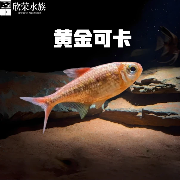 黄金可卡灯鱼苗南美进口高端灯鱼稀有群游淡水草缸热带观赏鱼活体