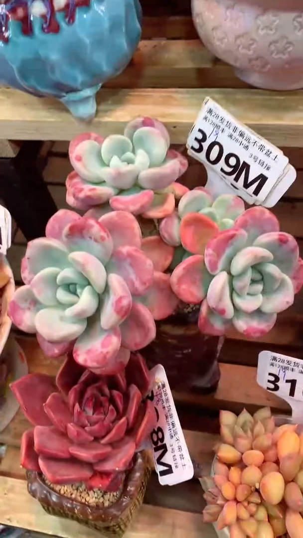 309M  (一物一拍实付满28发货，默认不带盆土）