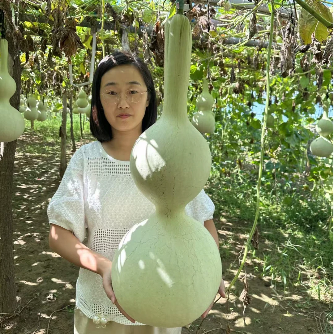特大八宝葫芦种子 对花提纯葫芦种子