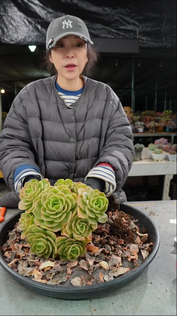 紫*4054号星那塔群